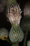 Nuttall's thistle